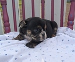 Small Photo #7 English Bulldog Puppy For Sale in GOSHEN, IN, USA