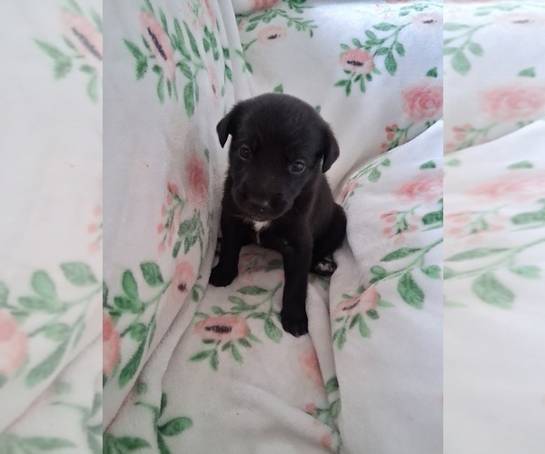 Medium Photo #2 Belgian Malinois-Unknown Mix Puppy For Sale in FITZGERALD, GA, USA