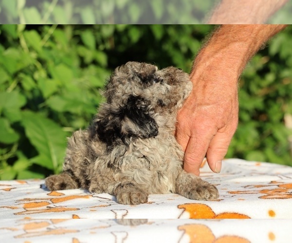 Medium Photo #9 Poodle (Toy) Puppy For Sale in DYERSBURG, TN, USA