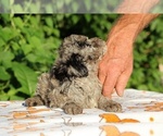 Small #8 Poodle (Toy)