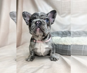 French Bulldog Puppy for sale in METUCHEN, NJ, USA