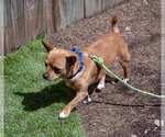 Small #3 Chihuahua