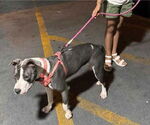 Small #1 American Staffordshire Terrier Mix