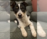 Small #4 Texas Heeler