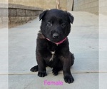 Puppy Dark pink Belgian Malinois