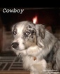 Small Photo #3 Australian Shepherd Puppy For Sale in WEATHERFORD, TX, USA