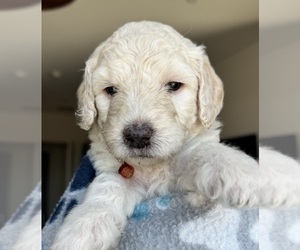Medium Goldendoodle