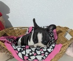 Small #2 Faux Frenchbo Bulldog