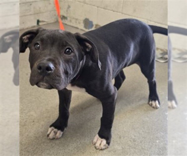 Medium Photo #1 Mutt Puppy For Sale in San Bernardino, CA, USA