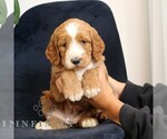 Small #2 Goldendoodle
