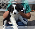 Small Photo #5 Border Collie Puppy For Sale in GREENWOOD, WI, USA