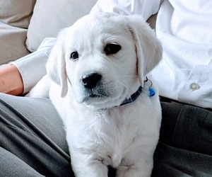 Labrador Retriever Puppy for Sale in BANNING, California USA