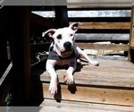 Small Photo #3 Basset Hound-Bull Terrier Mix Puppy For Sale in Austin, TX, USA