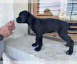 Small Photo #14 Cane Corso Puppy For Sale in RANCHO PALOS VERDES, CA, USA