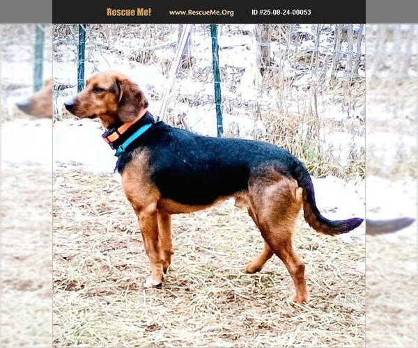 Medium Photo #2 Black and Tan Coonhound Puppy For Sale in Benton, PA, USA