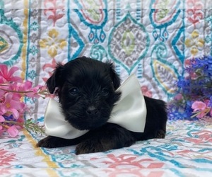 YorkiePoo Puppy for sale in LANCASTER, PA, USA