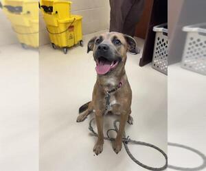 German Shepherd Dog-Unknown Mix Dogs for adoption in Center Township, PA, USA