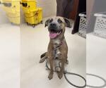 Small German Shepherd Dog Mix