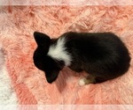 Small #1 American Corgi