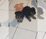 Small Photo #3 Yorkshire Terrier Puppy For Sale in VALLEJO, CA, USA