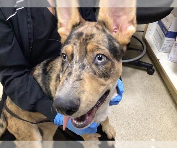 Medium Photo #1 Siberian Husky-Unknown Mix Puppy For Sale in Riverside, CA, USA