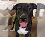 Small Photo #3 American Staffordshire Terrier-Great Pyrenees Mix Puppy For Sale in Holly Springs, NC, USA