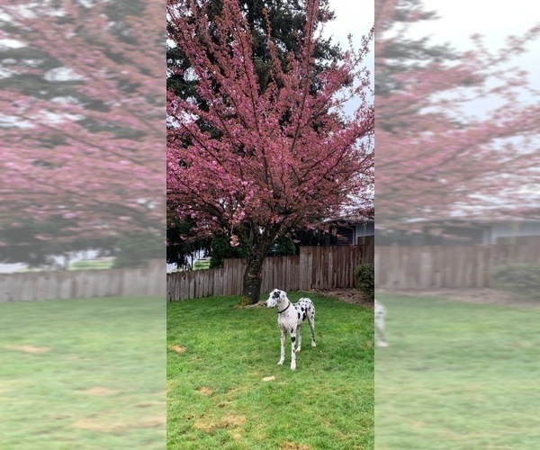 Medium Photo #5 Great Dane Puppy For Sale in SALEM, OR, USA