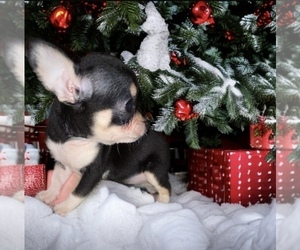Chihuahua Puppy for sale in GETTYSBURG, PA, USA