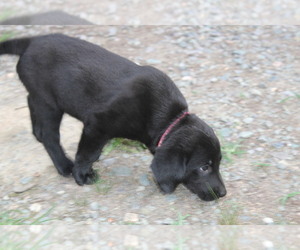 Bernese Mountain Dog-Labrador Retriever Mix Puppy for sale in BENNETT, NC, USA