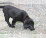 Small Bernese Mountain Dog-Labrador Retriever Mix
