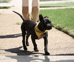 Small #2 French Bulldog Mix
