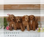 Small #1 Poodle (Miniature)