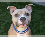 Small #3 Staffordshire Bull Terrier Mix