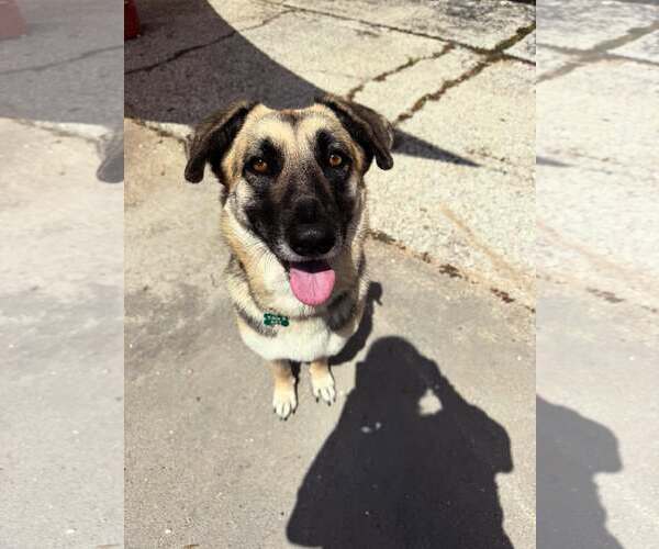 Medium Photo #3 Mutt Puppy For Sale in Houston, TX, USA