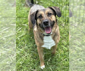 Norwegian Elkhound-Unknown Mix Dogs for adoption in Virginia Beach, VA, USA