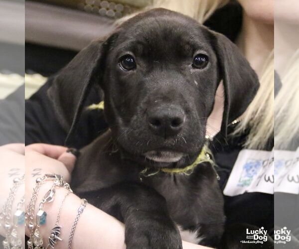 Medium Photo #9 Labrador Retriever-Unknown Mix Puppy For Sale in Washington, DC, USA