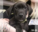 Small #8 Labrador Retriever Mix