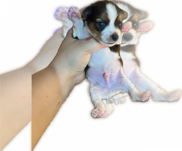 Medium Photo #33 Yorkshire Terrier Puppy For Sale in HAYWARD, CA, USA