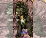 Puppy Blue Boy Bernedoodle