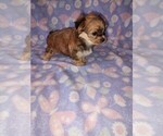 Small #6 Morkie