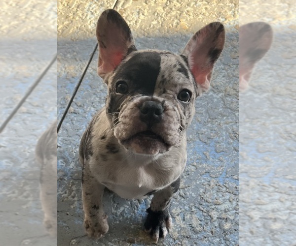 Medium Photo #10 French Bulldog Puppy For Sale in OCALA, FL, USA