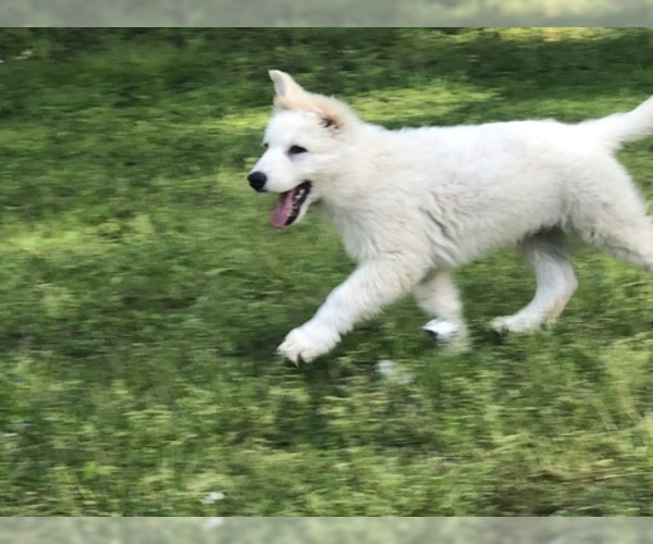 Medium Photo #2 German Shepherd Dog Puppy For Sale in MICANOPY, FL, USA