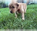 Small #5 Goldendoodle (Miniature)