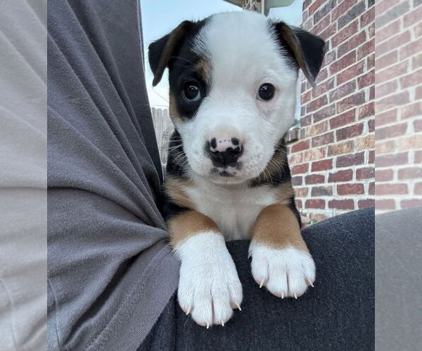 Medium Photo #2 Australian Shepherd-Unknown Mix Puppy For Sale in OKLAHOMA CITY, OK, USA