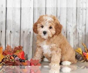 Cavapoo Puppy for sale in MOUNT VERNON, OH, USA
