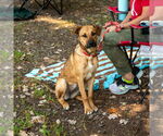 Small #6 German Shepherd Dog Mix
