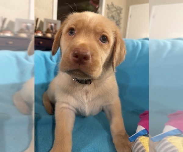 Medium Photo #8 Labrador Retriever Puppy For Sale in SPOTSYLVANIA, VA, USA