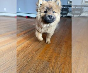 Chow Chow Puppy for sale in BRISTOL, CT, USA