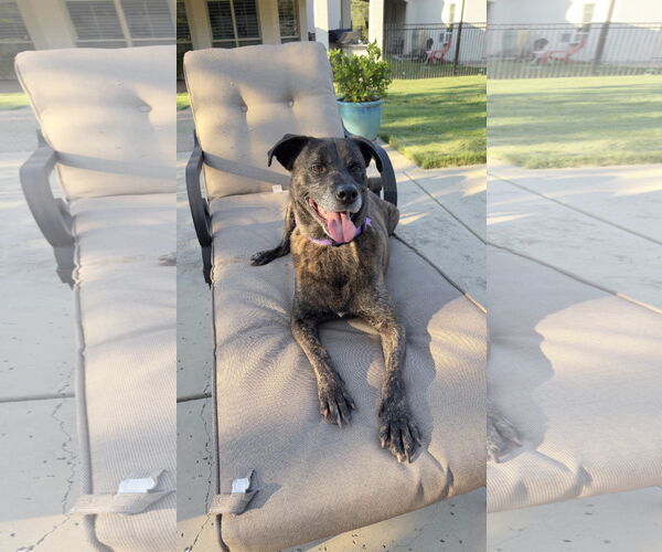 Medium Photo #21 Boxer-Unknown Mix Puppy For Sale in Fort Worth, TX, USA