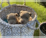 Small Photo #3 American Pit Bull Terrier Puppy For Sale in OVERLAND, KS, USA